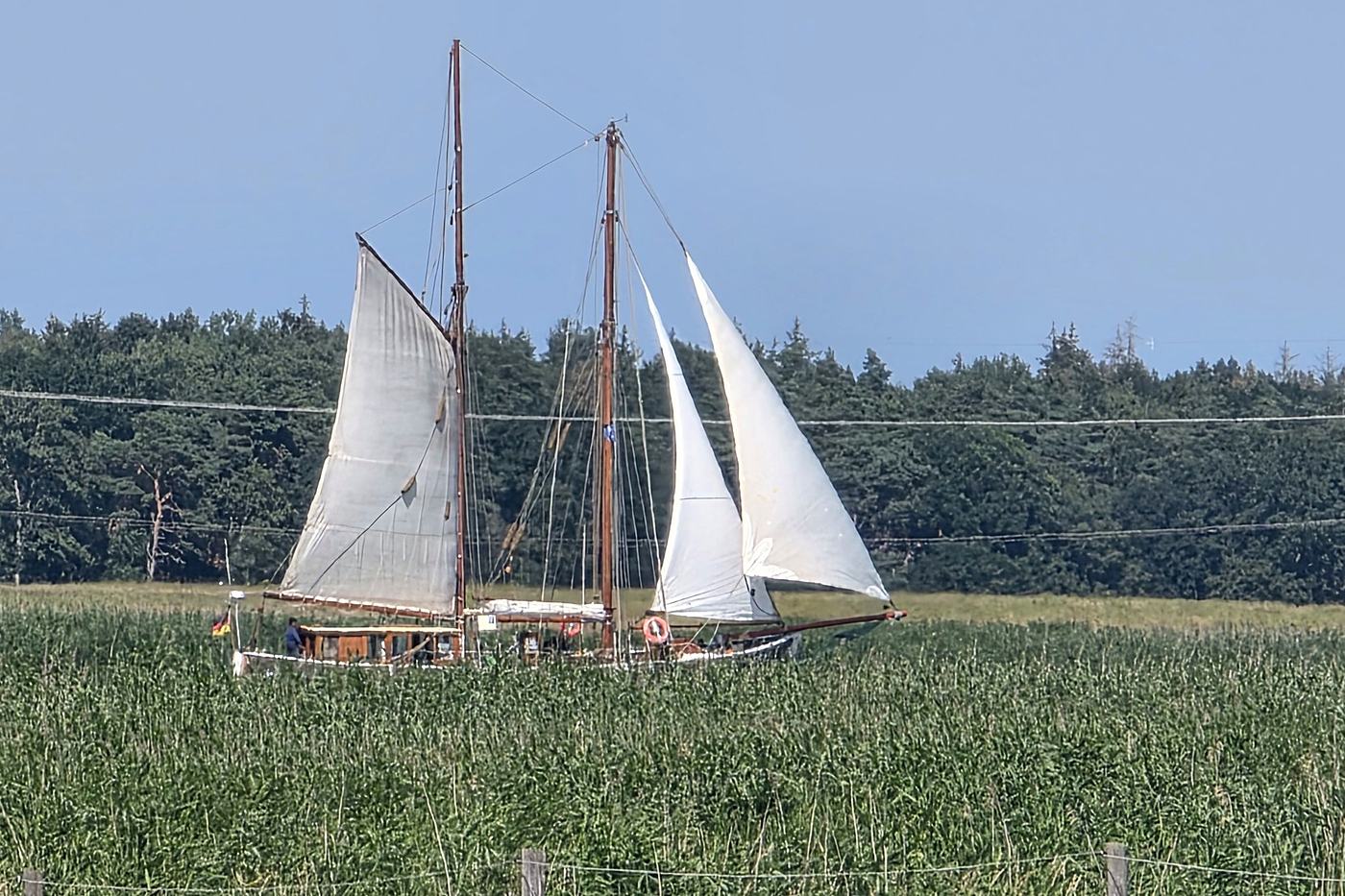 A sailing ship on the Peenestrom behind the reeds